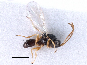  ( - BIOUG27740-A04)  @11 [ ] CreativeCommons - Attribution (2016) CBG Photography Group Centre for Biodiversity Genomics