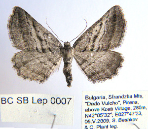 ( - BC_SB_Lep_0007)  @13 [ ] CreativeCommons - Attribution (2010) NMNH, Sofia, Bulgaria Centre for Biodiversity Genomics