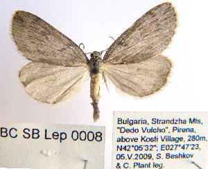  ( - BC_SB_Lep_0008)  @13 [ ] CreativeCommons - Attribution (2010) NMNH, Sofia, Bulgaria Centre for Biodiversity Genomics