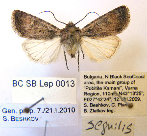 ( - BC_SB_Lep_0013)  @12 [ ] CreativeCommons - Attribution Non-Commercial Share-Alike (2010) NMNH, Sofia, Bulgaria Centre for Biodiversity Genomics