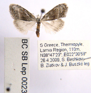  ( - BC_SB_Lep_0023)  @14 [ ] CreativeCommons - Attribution (2010) NMNH, Sofia, Bulgaria Centre for Biodiversity Genomics
