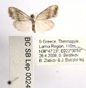  ( - BC_SB_Lep_0024)  @13 [ ] CreativeCommons - Attribution (2010) NMNH, Sofia, Bulgaria Centre for Biodiversity Genomics