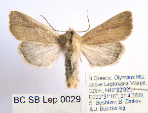  ( - BC_SB_Lep_0029)  @14 [ ] CreativeCommons - Attribution (2010) NMNH, Sofia, Bulgaria Centre for Biodiversity Genomics