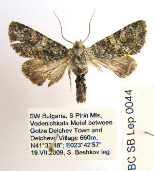  ( - BC_SB_Lep_0044)  @13 [ ] CreativeCommons - Attribution (2010) NMNH, Sofia, Bulgaria Centre for Biodiversity Genomics