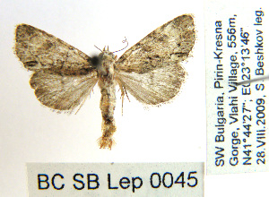  (Cryphia ochsi - BC_SB_Lep_0045)  @13 [ ] CreativeCommons - Attribution (2010) NMNH, Sofia, Bulgaria Centre for Biodiversity Genomics