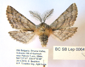  (Apochima flabellaria - BC_SB_Lep_0064)  @15 [ ] CreativeCommons - Attribution Non-Commercial Share-Alike (2010) NMNH, Sofia, Bulgaria Centre for Biodiversity Genomics
