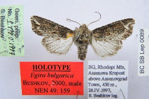  (Egira bulgarica - BC_SB_Lep_0089)  @12 [ ] CreativeCommons - Attribution (2010) NMNH, Sofia, Bulgaria Centre for Biodiversity Genomics