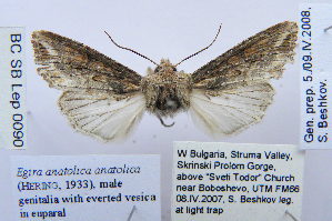  ( - BC_SB_Lep_0090)  @12 [ ] CreativeCommons - Attribution (2010) NMNH, Sofia, Bulgaria Centre for Biodiversity Genomics
