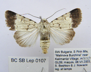  (Dichagyris melanura melanura - BC_SB_Lep_0107)  @14 [ ] CreativeCommons - Attribution (2010) NMNH, Sofia, Bulgaria Centre for Biodiversity Genomics