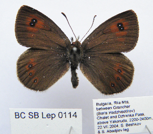  (Erebia cassioides centrorilica - BC_SB_Lep_0114)  @13 [ ] CreativeCommons - Attribution (2010) NMNH, Sofia, Bulgaria Centre for Biodiversity Genomics