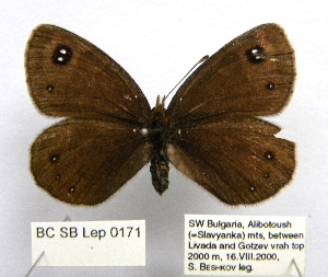  ( - BC_SB_Lep_0171)  @13 [ ] CreativeCommons - Attribution (2010) NMNH, Sofia, Bulgaria Centre for Biodiversity Genomics