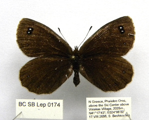  ( - BC_SB_Lep_0174)  @13 [ ] CreativeCommons - Attribution (2010) NMNH, Sofia, Bulgaria Centre for Biodiversity Genomics