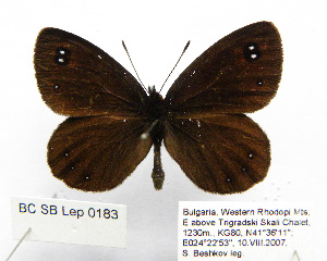  ( - BC_SB_Lep_0183)  @13 [ ] CreativeCommons - Attribution (2010) NMNH, Sofia, Bulgaria Centre for Biodiversity Genomics