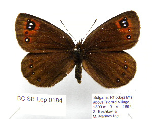  ( - BC_SB_Lep_0184)  @13 [ ] CreativeCommons - Attribution (2010) NMNH, Sofia, Bulgaria Centre for Biodiversity Genomics