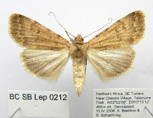  (Autophila rosea - BC_SB_Lep_0212)  @15 [ ] CreativeCommons - Attribution (2010) NMNH, Sofia, Bulgaria Centre for Biodiversity Genomics