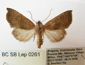  (Atethmia ambusta - BC_SB_Lep_0261)  @14 [ ] CreativeCommons - Attribution (2010) NMNH, Sofia, Bulgaria Centre for Biodiversity Genomics