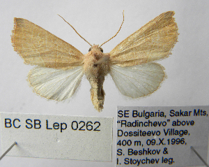  ( - BC_SB_Lep_0262)  @14 [ ] CreativeCommons - Attribution (2010) NMNH, Sofia, Bulgaria Centre for Biodiversity Genomics