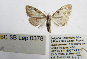  ( - BC_SB_Lep_0378)  @13 [ ] CreativeCommons - Attribution (2010) NMNH, Sofia, Bulgaria Centre for Biodiversity Genomics