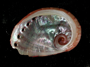  (Haliotis coccoradiata - NMSC_0061)  @13 [ ] Copyright  Steve Smith National Marine Science Centre
