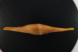  (Ovulinae - NMSC_0077)  @13 [ ] Copyright  Steve Smith National Marine Science Centre