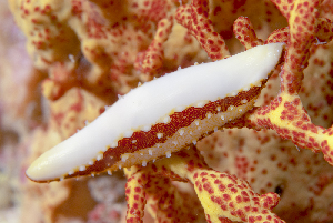  (Pellasimnia improcera - NMSC_0038)  @11 [ ] Copyright  Steve Smith National Marine Science Centre