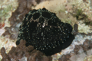  (Ovula ovum - NMSC_0111)  @11 [ ] Copyright  Steve Smith National Marine Science Centre