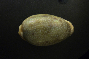  ( - NMSC_0117)  @11 [ ] Copyright  Steve Smith National Marine Science Centre