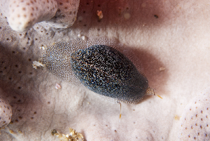 (Procalpurnus lacteus - NMSC_0120)  @11 [ ] Copyright  Steve Smith National Marine Science Centre