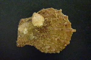  ( - NMSC_0170)  @11 [ ] Copyright  Steve Smith National Marine Science Centre