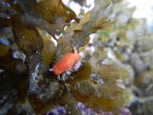  (Rostanga arbutus - NMSC_0181)  @11 [ ] Copyright  Steve Smith National Marine Science Centre