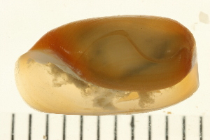 ( - HLC-26711)  @13 [ ] CreativeCommons - Attribution (2008) CBG Photography Group Centre for Biodiversity Genomics