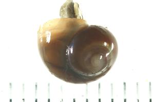  ( - HLC-30229)  @12 [ ] CreativeCommons - Attribution (2008) CBG Photography Group Centre for Biodiversity Genomics