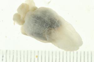  ( - HLC-25203)  @12 [ ] CreativeCommons - Attribution (2010) CBG Photography Group Centre for Biodiversity Genomics