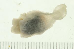  ( - HLC-25204)  @12 [ ] CreativeCommons - Attribution (2010) CBG Photography Group Centre for Biodiversity Genomics