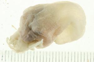  ( - HLC-25210)  @12 [ ] CreativeCommons - Attribution (2010) CBG Photography Group Centre for Biodiversity Genomics