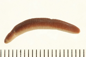  ( - HLC-30541)  @11 [ ] CreativeCommons - Attribution (2008) CBG Photography Group Centre for Biodiversity Genomics