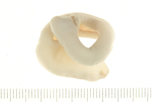  ( - HLC-30181)  @11 [ ] CreativeCommons - Attribution (2008) CBG Photography Group Centre for Biodiversity Genomics