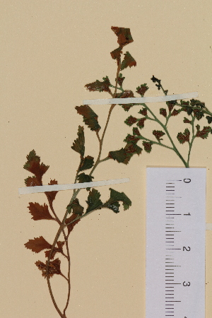  (Asplenium ruta-muraria - AJK_0002)  @11 [ ] CreativeCommons - Attribution Non-Commercial Share-Alike (2012) Unspecified Tromso University Museum