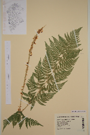  (Dryopteris carthusiana - AJK_0040)  @14 [ ] CreativeCommons - Attribution Non-Commercial Share-Alike (2012) Unspecified Tromso University Museum