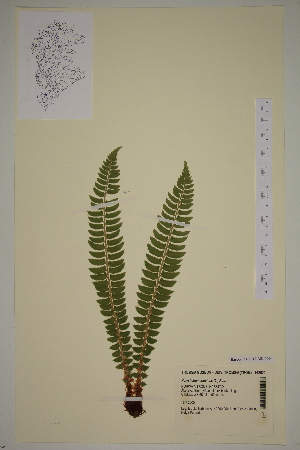  (Polystichum lonchitis - AJK_0094)  @14 [ ] CreativeCommons - Attribution Non-Commercial Share-Alike (2012) Unspecified Tromso University Museum