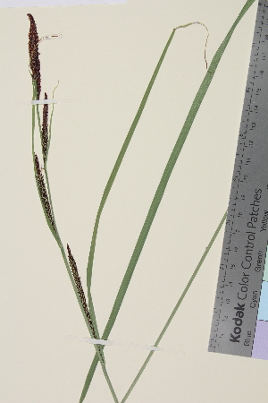  (Carex aquatilis aquatilis - TROM_V_380244_sg)  @11 [ ] CreativeCommons - Attribution Non-Commercial Share-Alike (2014) Unspecified Tromso University Museum