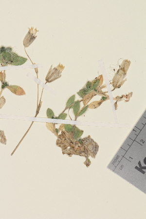  (Cerastium alpinum lanatum - TROM_V_963828_sg)  @11 [ ] CreativeCommons - Attribution Non-Commercial Share-Alike (2014) Unspecified Tromso University Museum