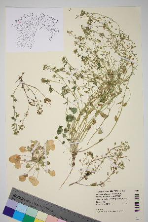  (Cochlearia officinalis - TROM_V_147396_sg)  @11 [ ] CreativeCommons - Attribution Non-Commercial Share-Alike (2015) Unspecified Tromso University Museum