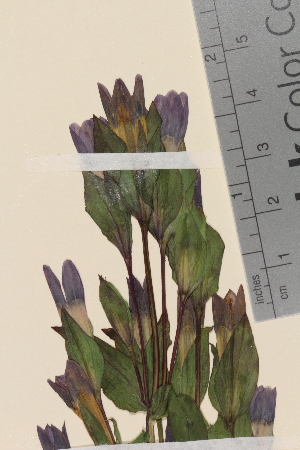  (Gentianella campestris campestris - TROM-V-13031)  @11 [ ] CreativeCommons - Attribution Non-Commercial Share-Alike (2014) Unspecified Tromso University Museum