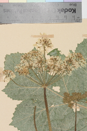  ( - TROM_V_114793_sg)  @11 [ ] CreativeCommons - Attribution Non-Commercial Share-Alike (2014) Unspecified Tromso University Museum