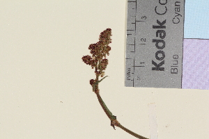  (Rumex acetosa acetosa - TROM_V_962660_sg)  @11 [ ] CreativeCommons - Attribution Non-Commercial Share-Alike (2014) Unspecified Tromso University Museum