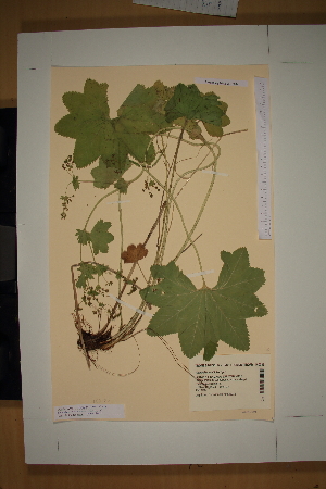  (Alchemilla acutiloba - SEL_0044)  @11 [ ] CreativeCommons - Attribution Non-Commercial Share-Alike (2013) Unspecified Tromso University Museum