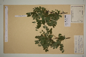  ( - SEL_0370)  @11 [ ] CreativeCommons - Attribution Non-Commercial Share-Alike (2012) Unspecified Tromso University Museum