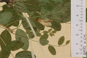  ( - SEL_0370)  @11 [ ] CreativeCommons - Attribution Non-Commercial Share-Alike (2012) Unspecified Tromso University Museum