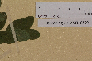  ( - SEL_0370)  @11 [ ] CreativeCommons - Attribution Non-Commercial Share-Alike (2012) Unspecified Tromso University Museum